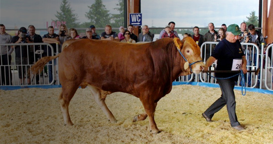 III Krajowa Wystawa Bydła Mięsnego w Minikowie